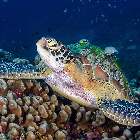 Meno Turtle Bungalows Gili Meno Exterior foto